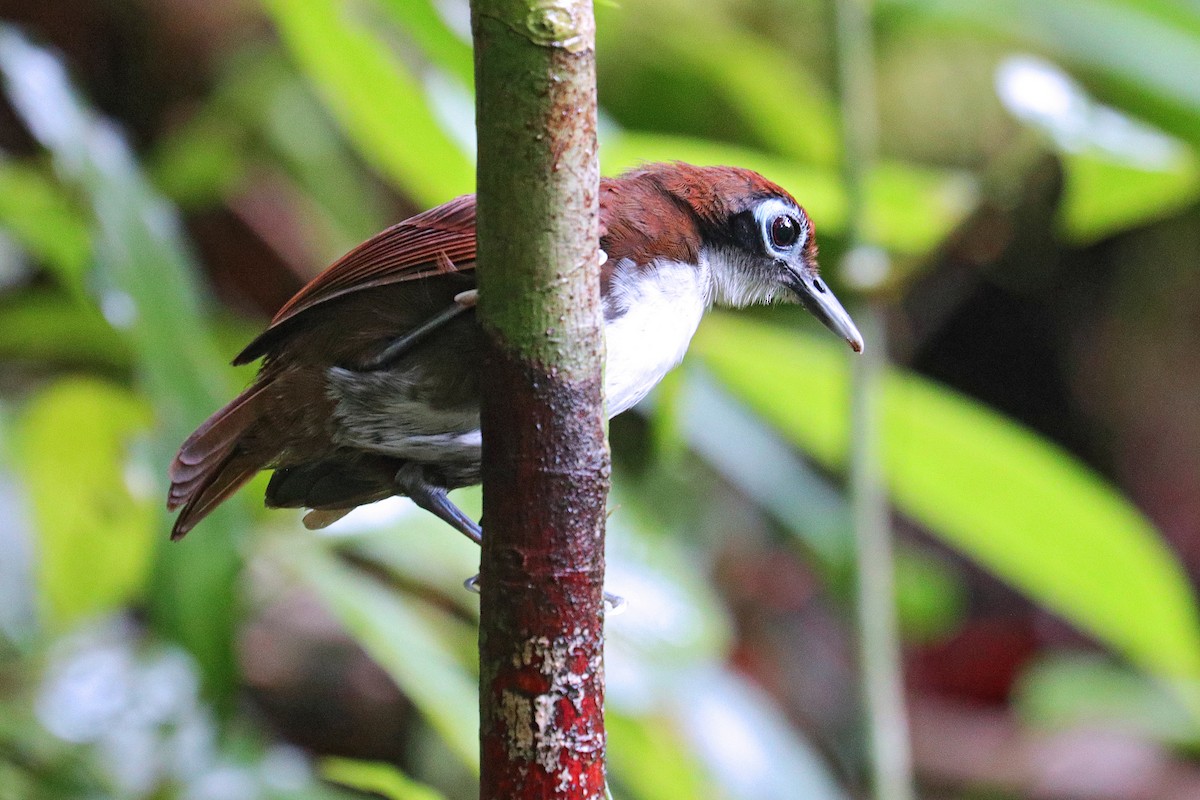 Bicolored Antbird - ML532454661