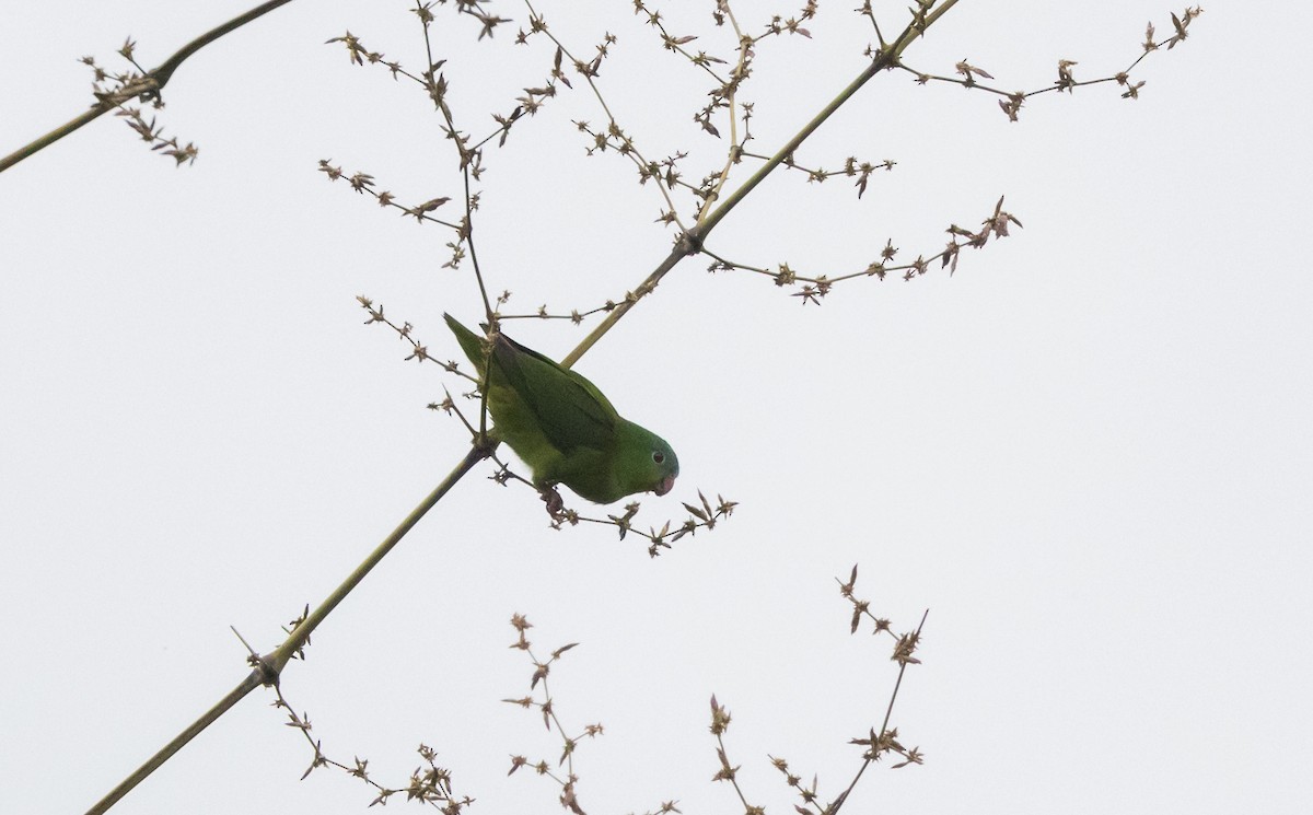 Amazonian Parrotlet - ML532455741