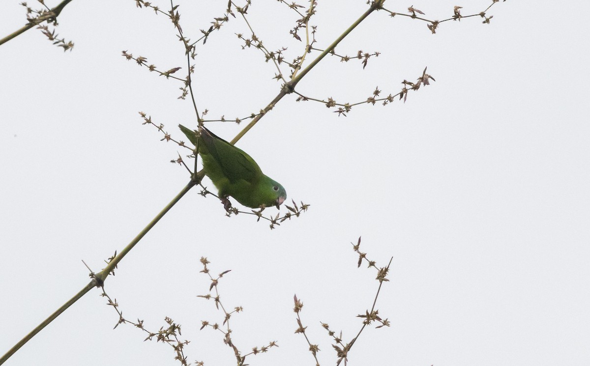 Amazonian Parrotlet - Jay McGowan