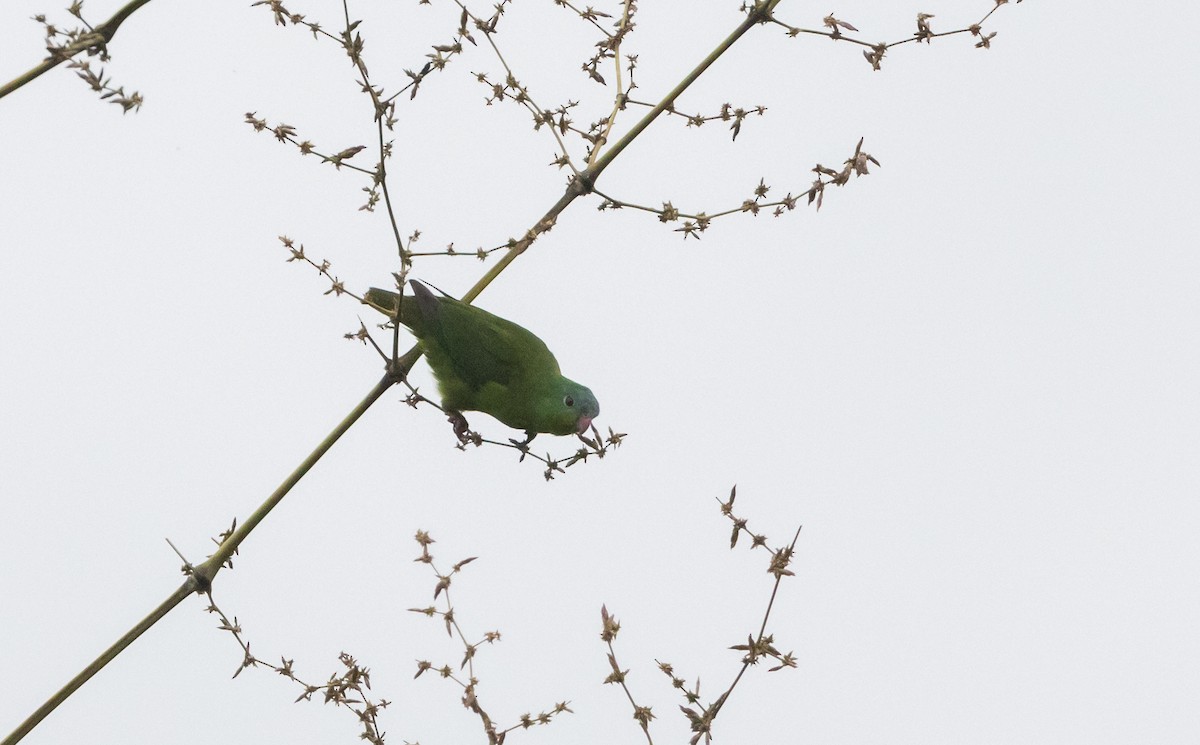 Amazonian Parrotlet - Jay McGowan