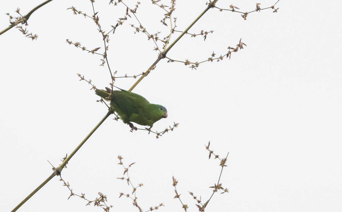 Amazonian Parrotlet - ML532455821