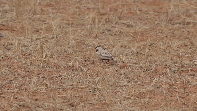 Black-crowned Sparrow-Lark - ML532456121