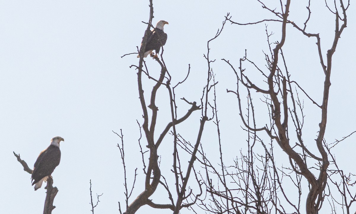 Bald Eagle - ML532456891