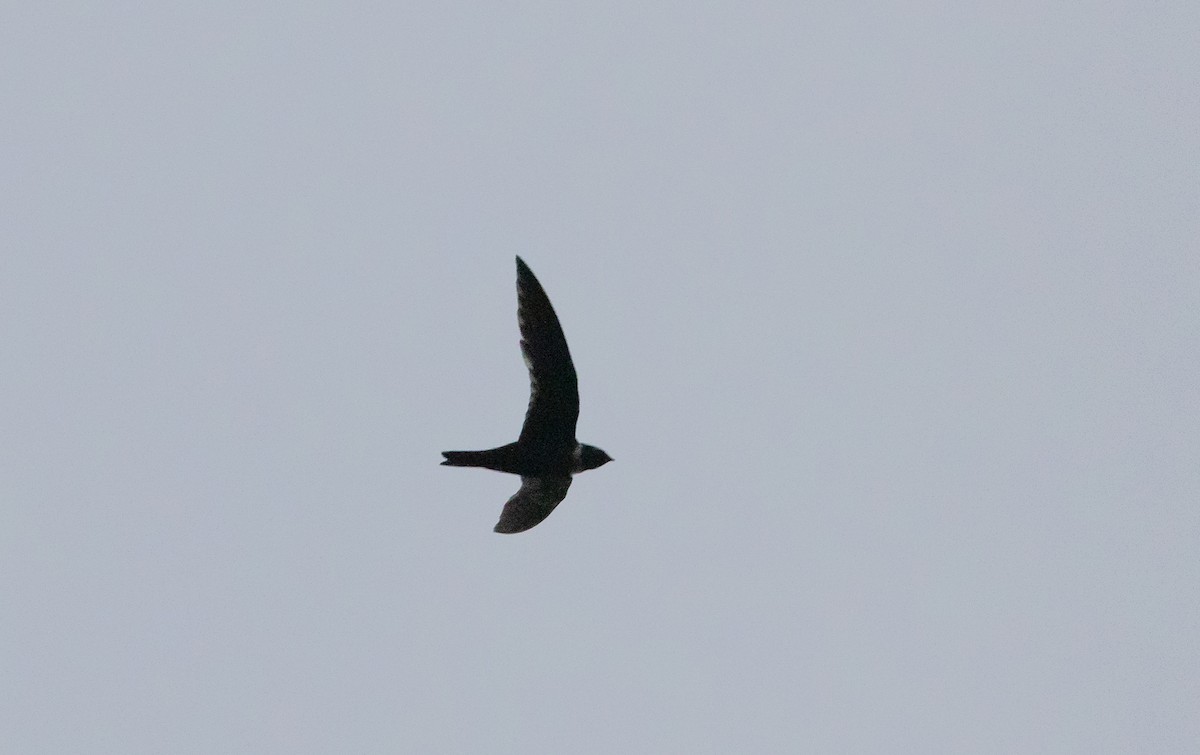 White-collared Swift - ML532458201