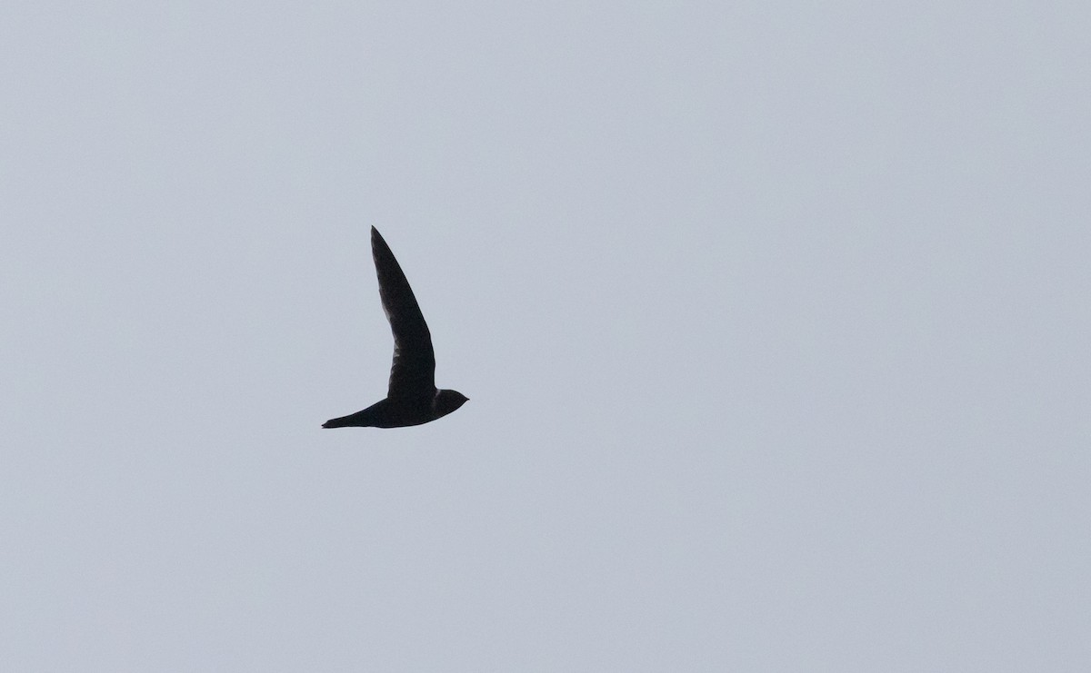 White-collared Swift - ML532459091