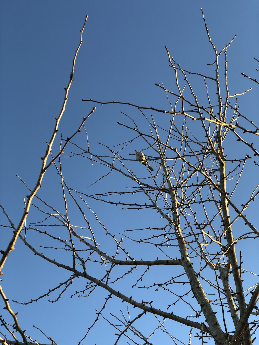 Northern Mockingbird - ML532459351