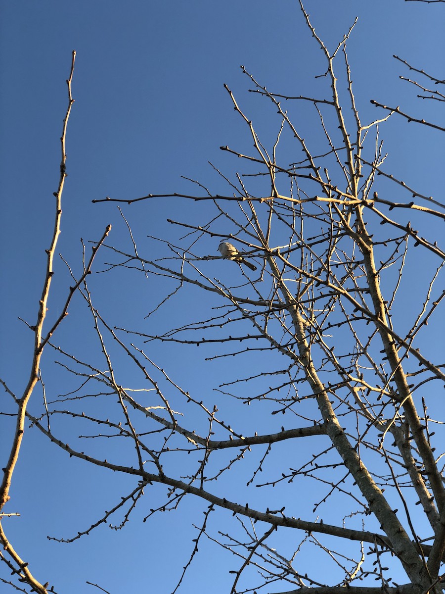 Northern Mockingbird - ML532459371