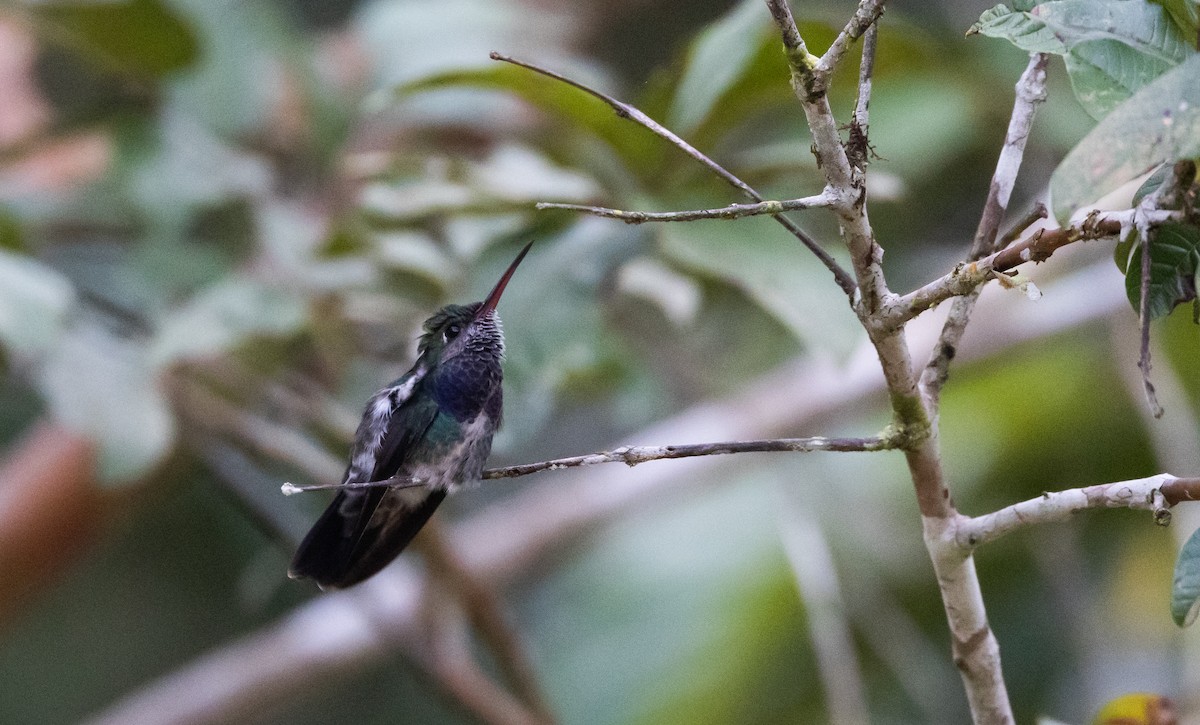 Sapphire-spangled Emerald (Spot-vented) - ML532459821