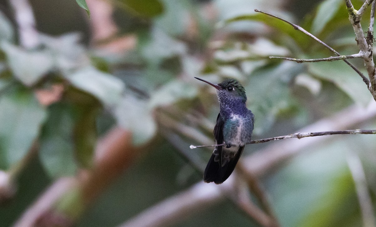 Sapphire-spangled Emerald (Spot-vented) - ML532459861