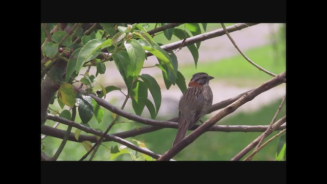 Rufous-collared Sparrow - ML532460191