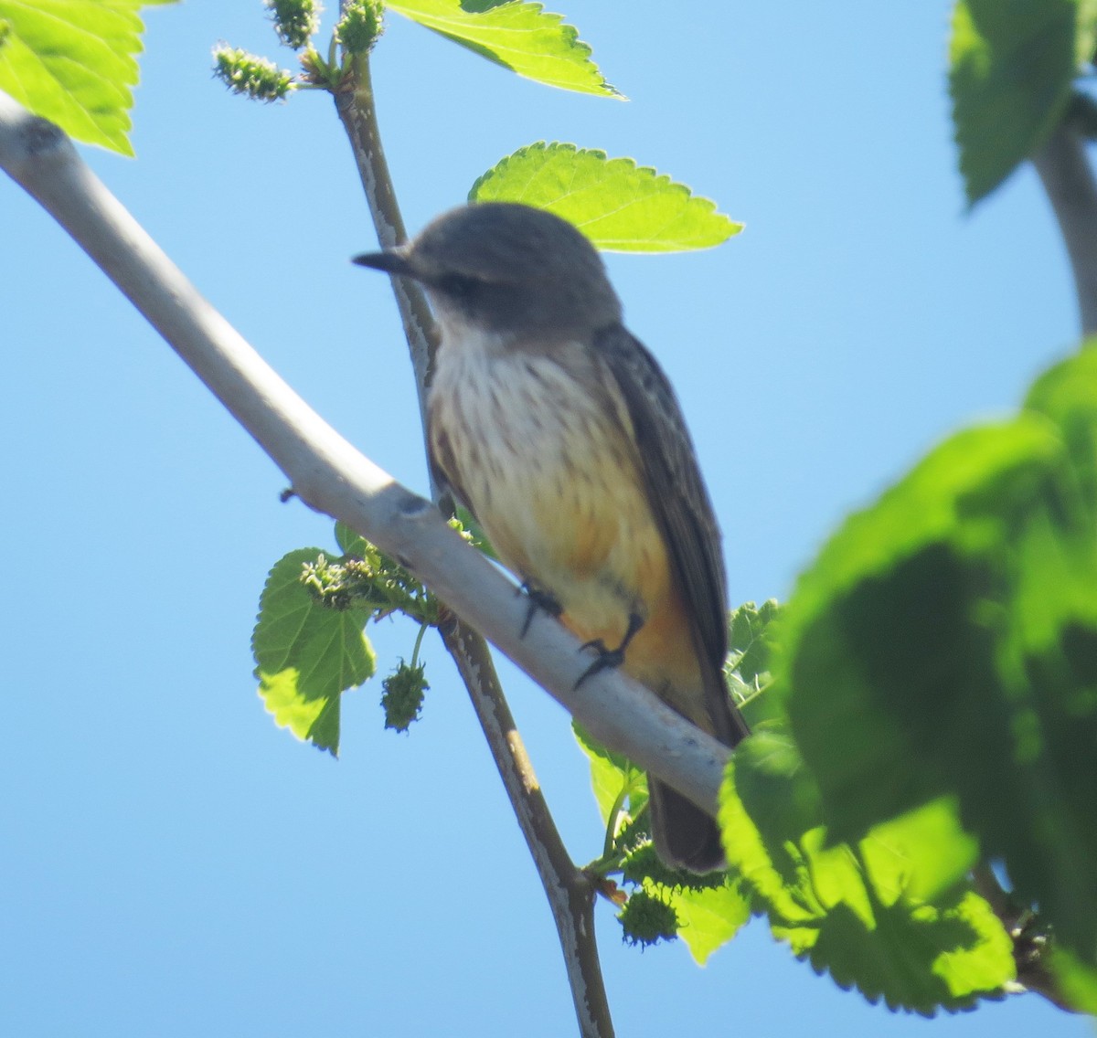 Vermilion Flycatcher - ML53246111