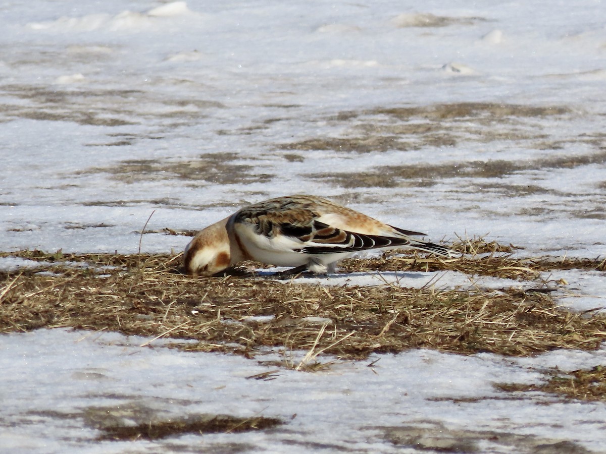 Snow Bunting - ML532462811