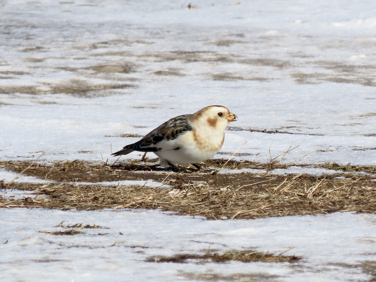 Snow Bunting - ML532462821