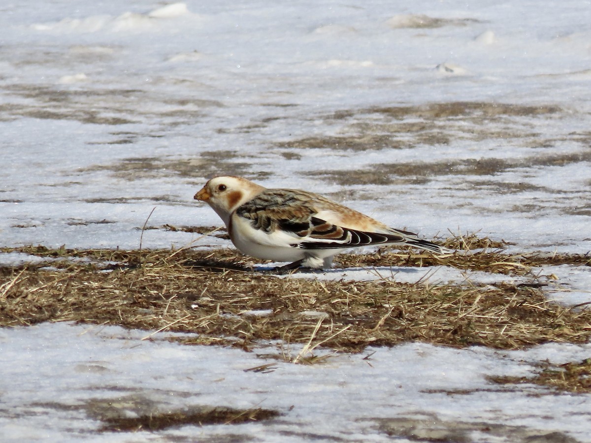 Snow Bunting - ML532462831