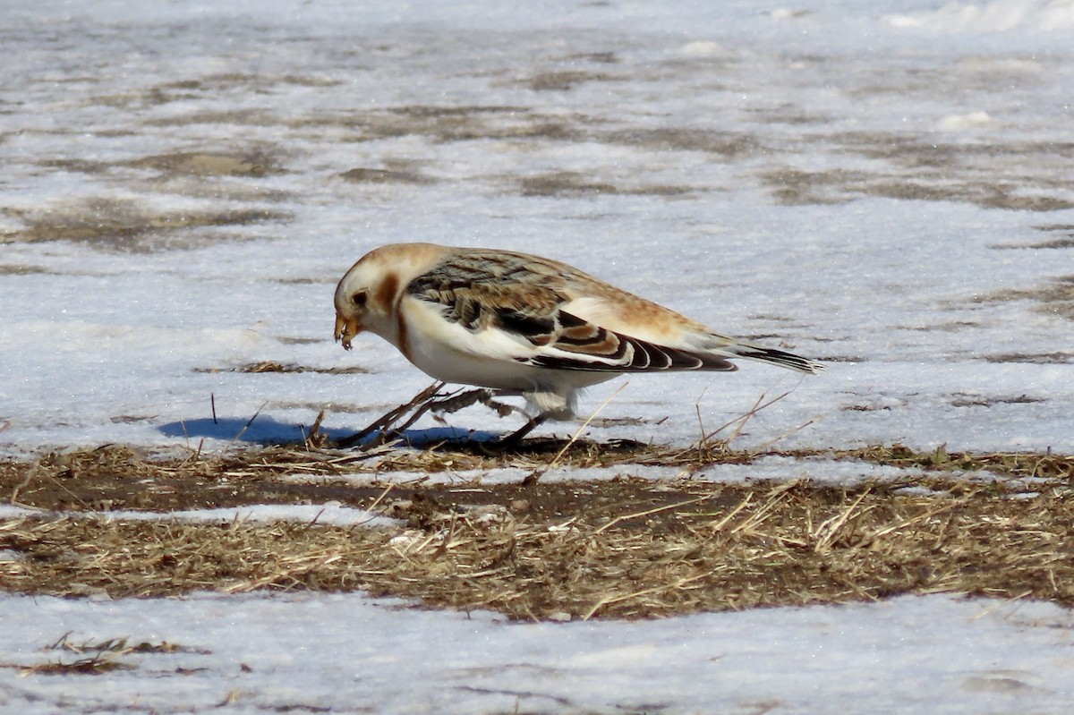 Snow Bunting - ML532462841