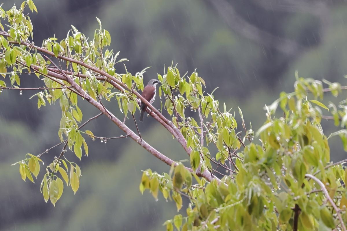 Long-billed Rhabdornis - ML532463341