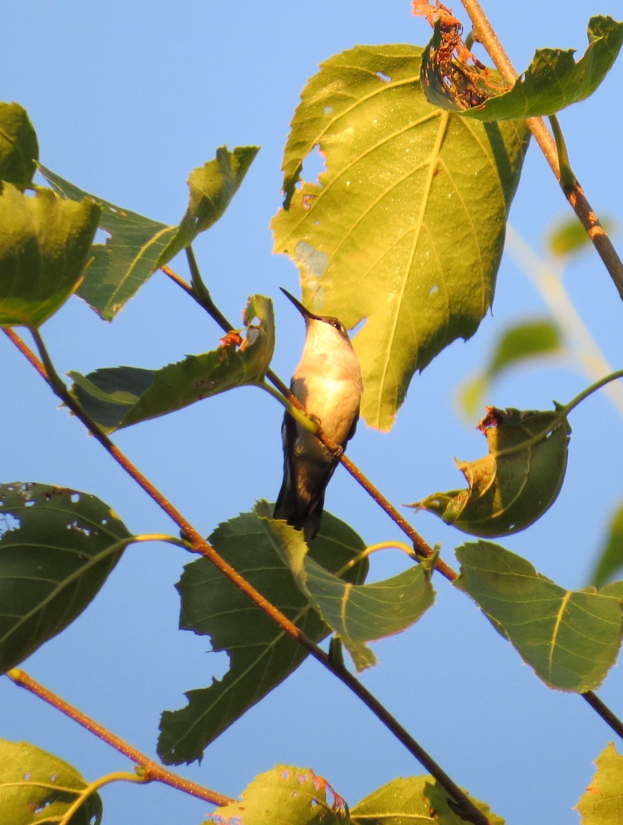 Ruby-throated Hummingbird - Pamela Hunt