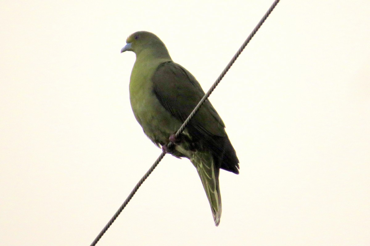 Whistling Green-Pigeon (Ryukyu) - ML532464461