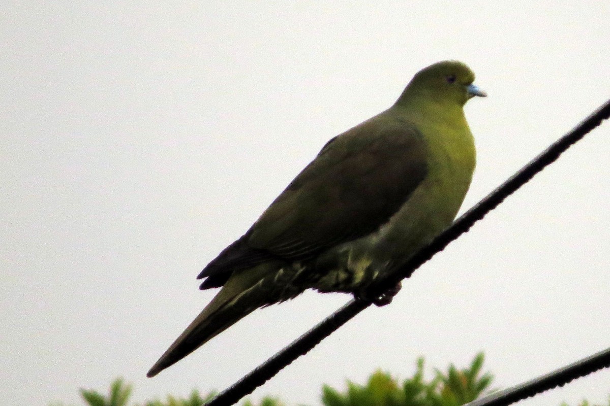 Тайваньский зелёный голубь (permagnus/medioximus) - ML532464471