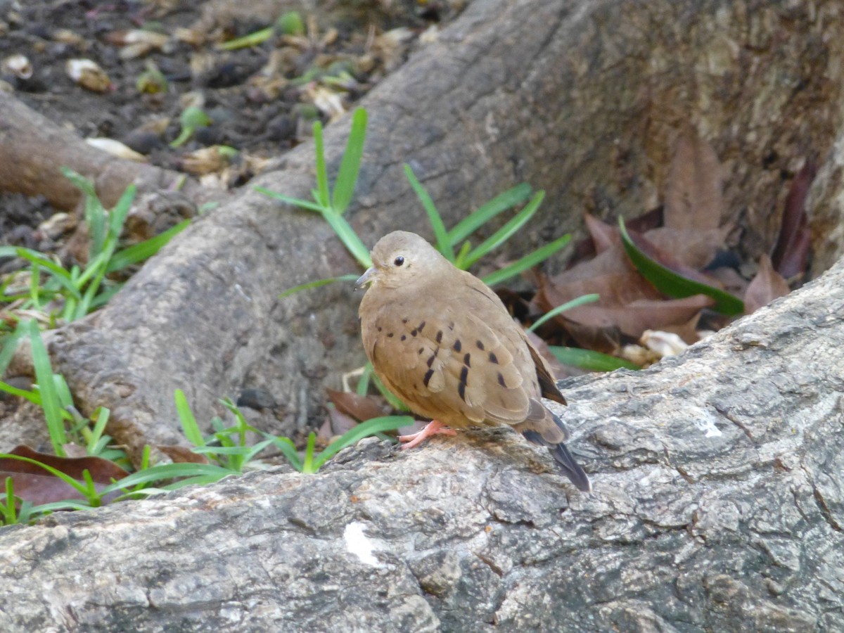 Ruddy Ground Dove - Nicole Flohr