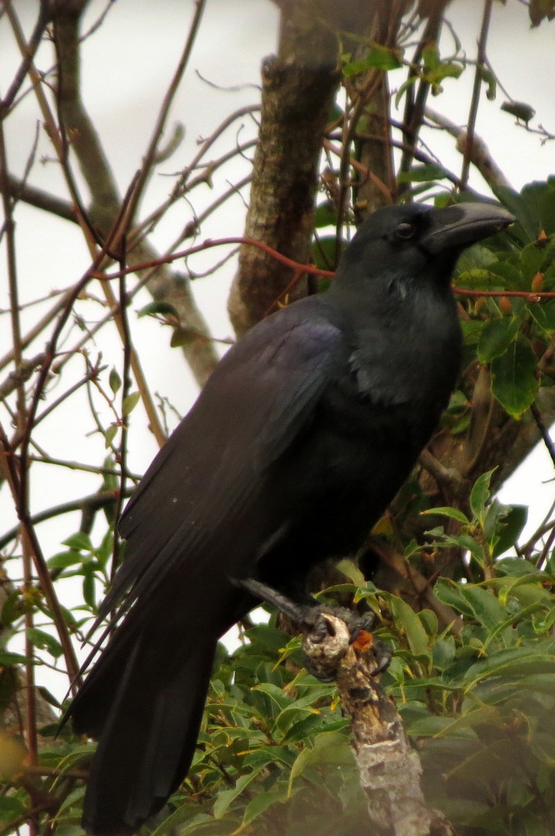 Large-billed Crow (Large-billed) - ML532464871