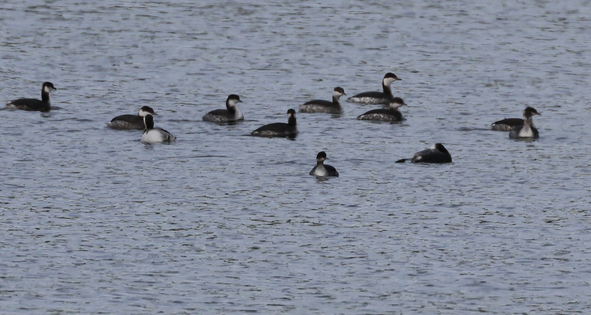 Eared Grebe - ML532464991