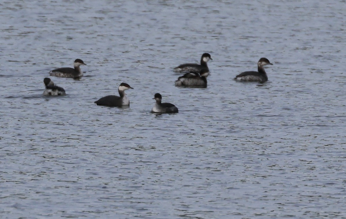 Eared Grebe - ML532465061