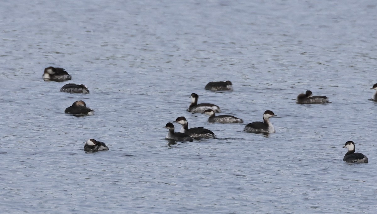 Eared Grebe - ML532465091