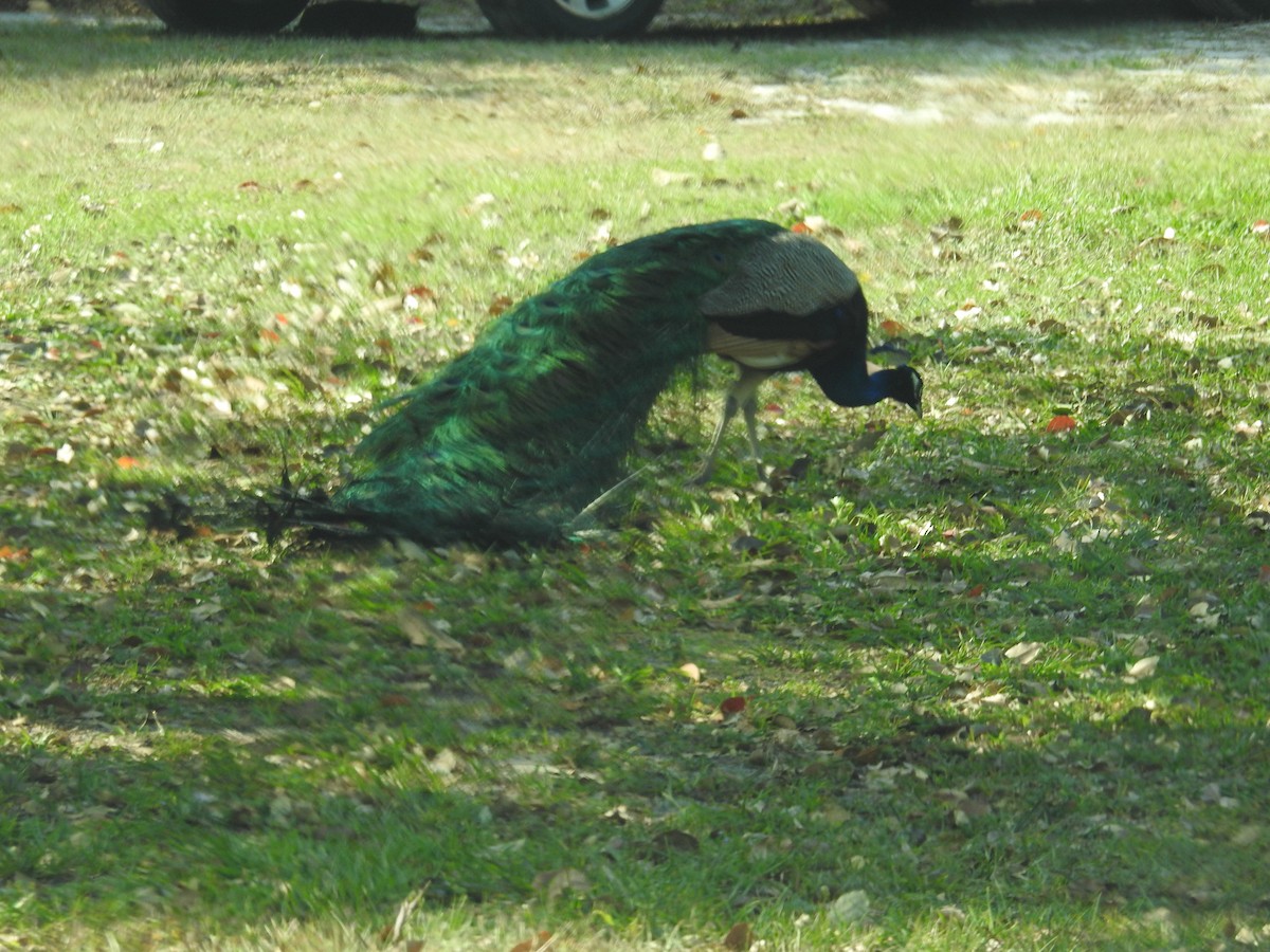 Indian Peafowl - ML53246611