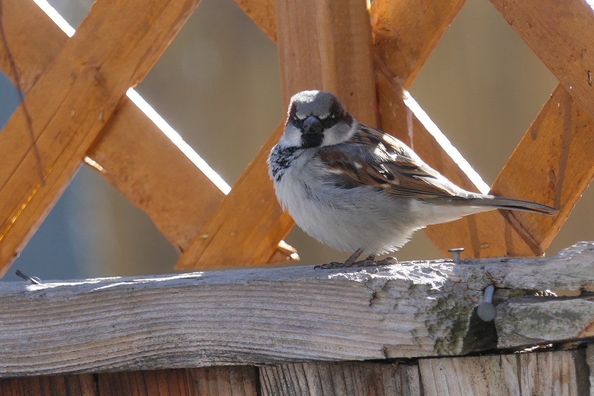 House Sparrow - ML532466211