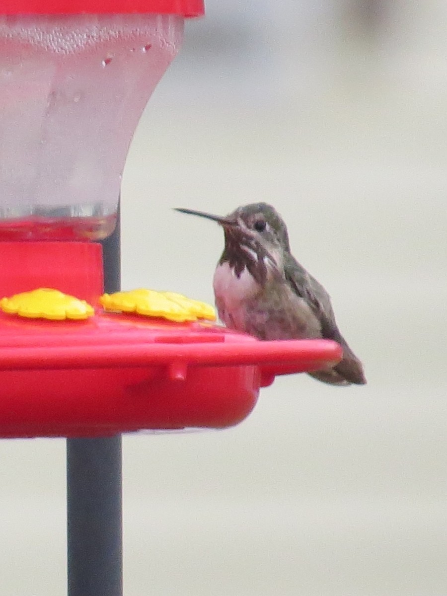 Calliope Hummingbird - Pamela Hunt