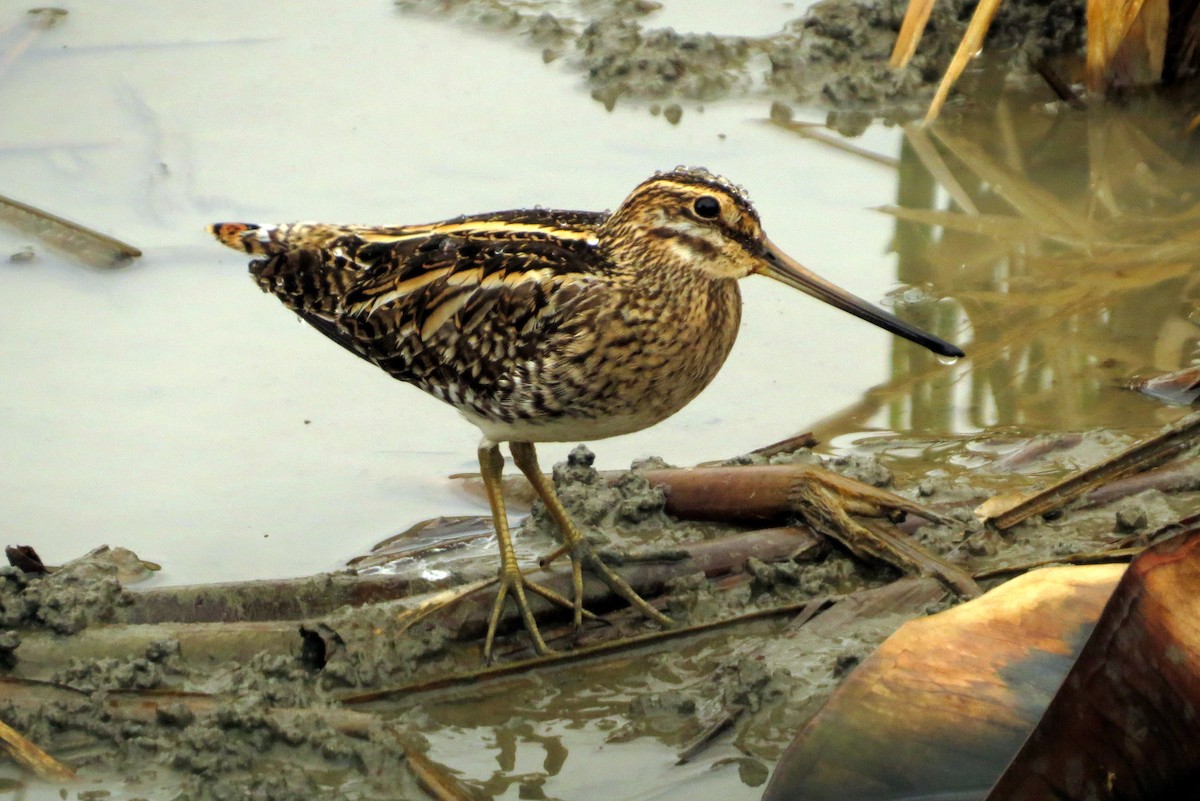 Common Snipe - ML532466641