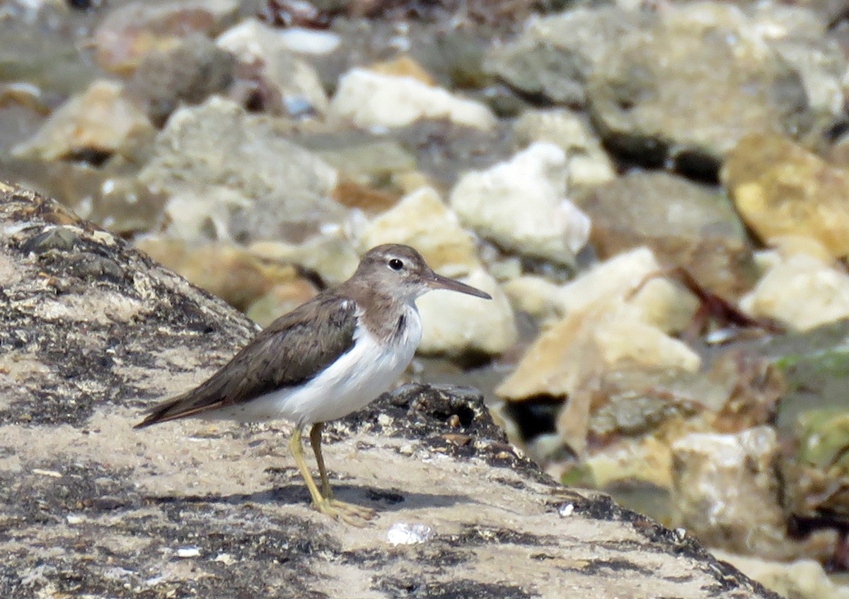 Spotted Sandpiper - Kathleen Keef