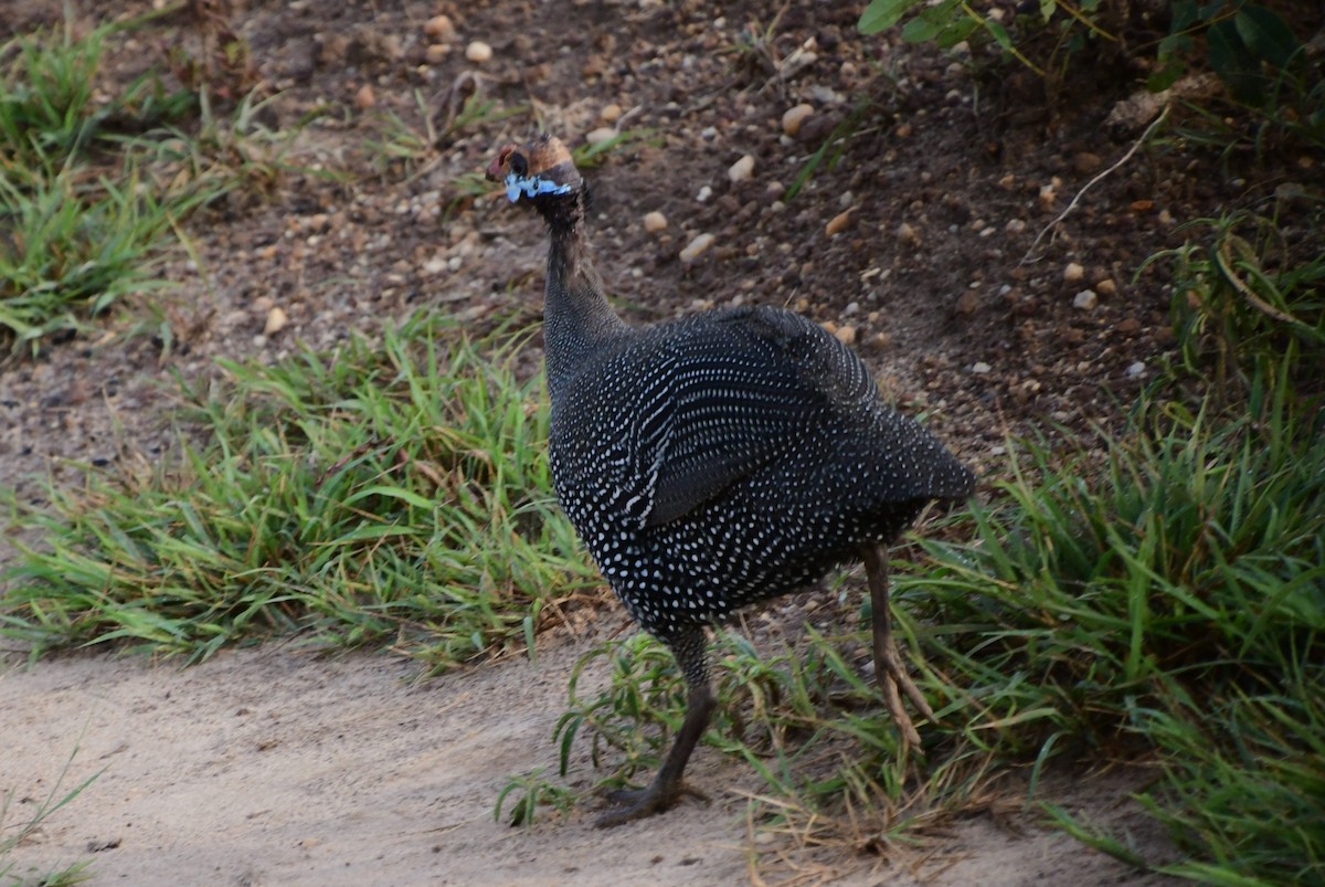 Helmeted Guineafowl - ML532467751