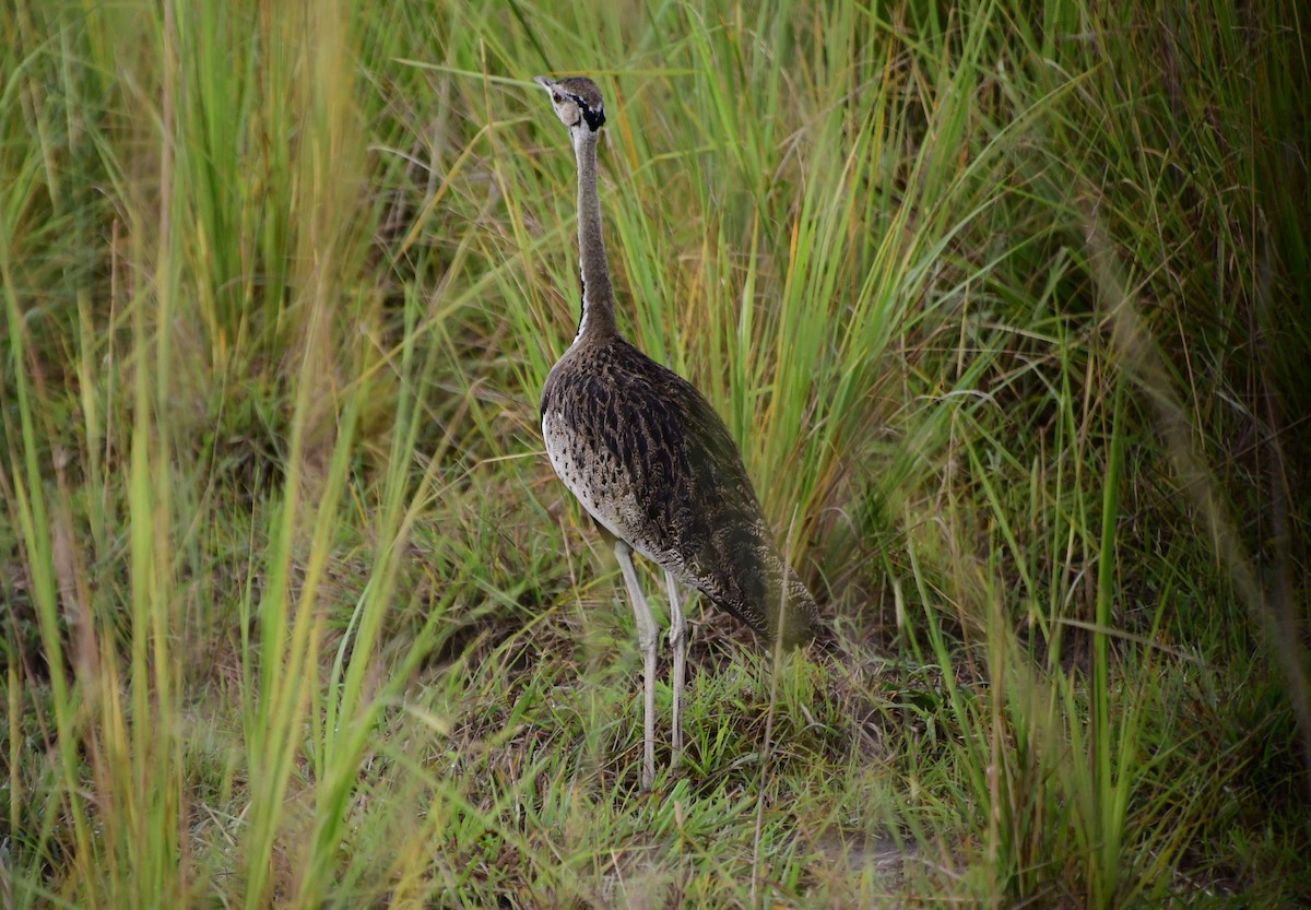 Black-bellied Bustard - ML532468101