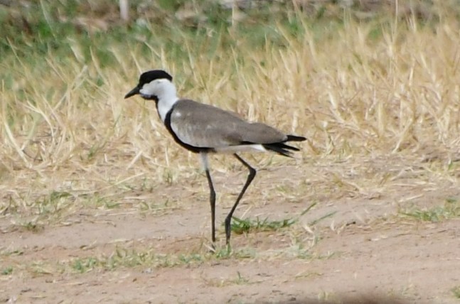 Spur-winged Lapwing - ML532468581