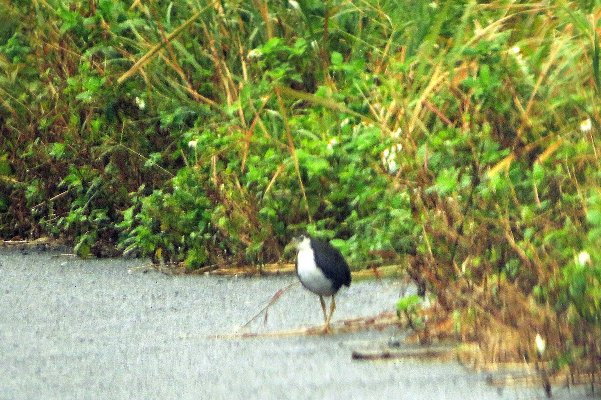 White-breasted Waterhen - ML532468951