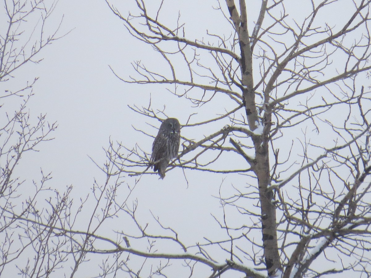 Great Gray Owl - ML532470001