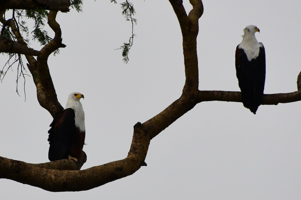 African Fish-Eagle - ML532471081