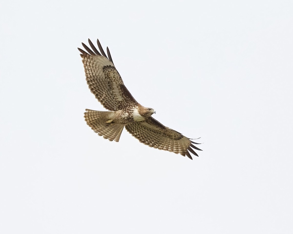 Red-tailed Hawk - ML532473001