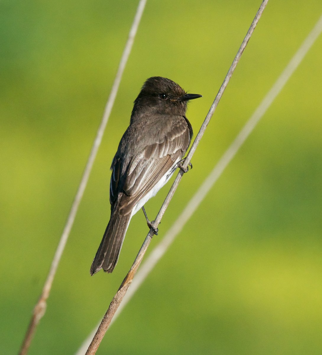 Black Phoebe - ML532473691