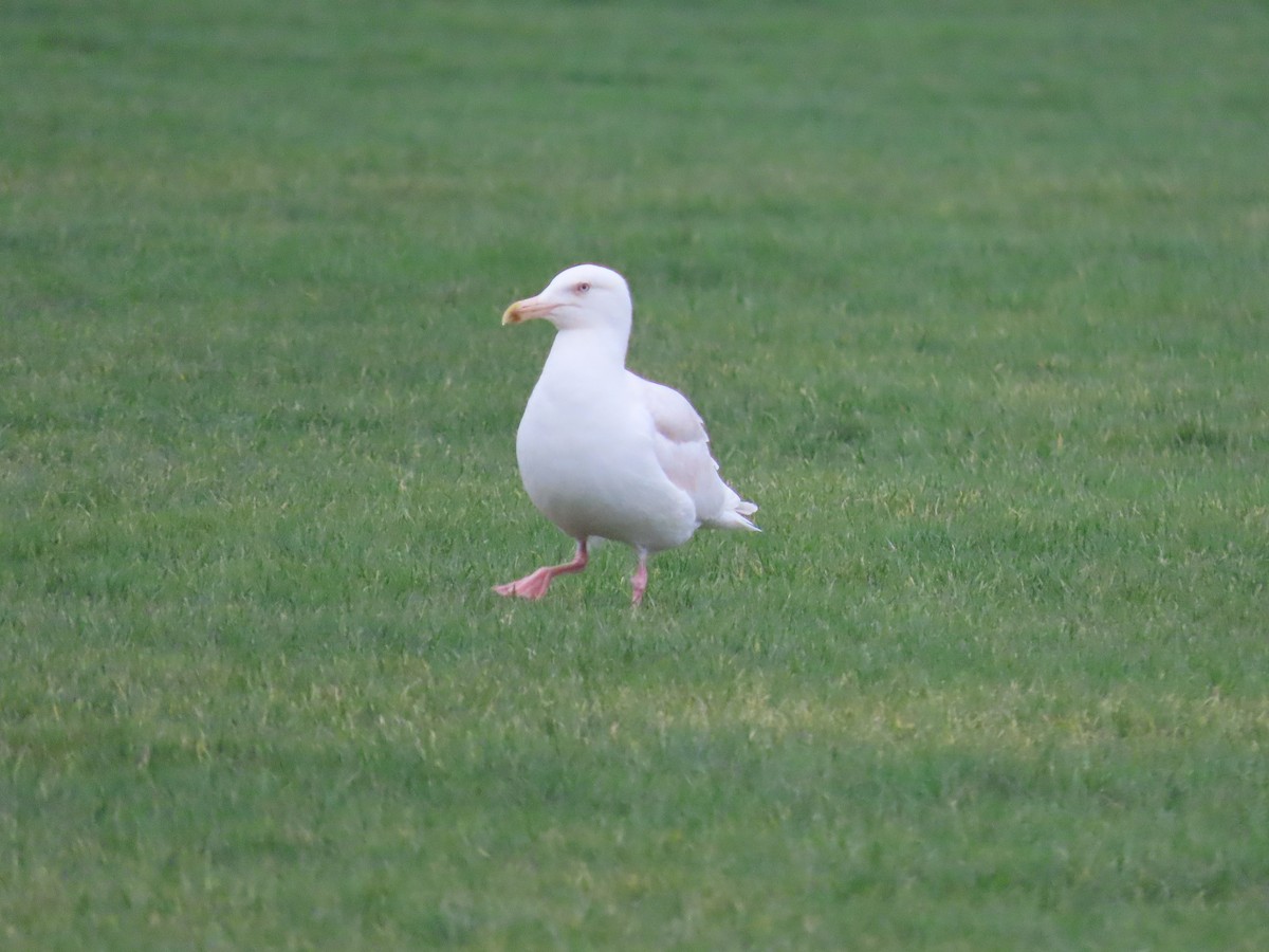 Larus sp. - ML532473891