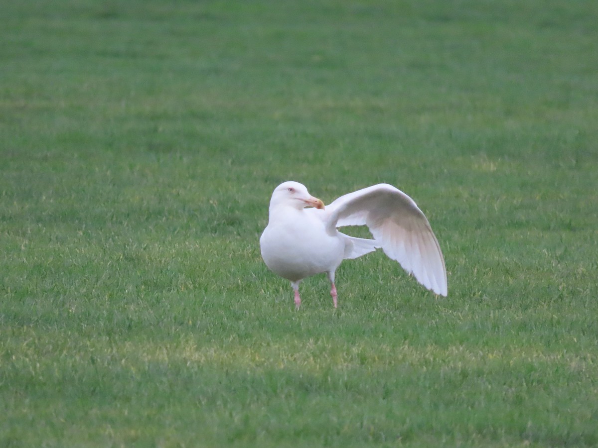 Larus sp. - ML532474021