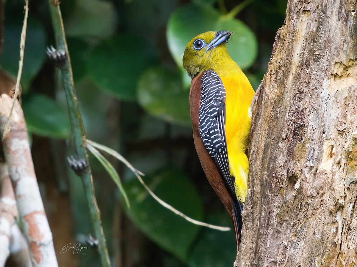 Orange-breasted Trogon - ML532474201