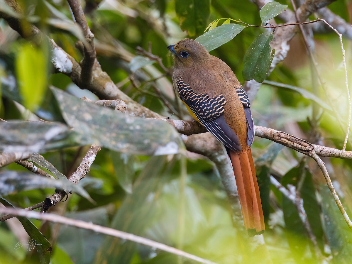 Orange-breasted Trogon - ML532474251