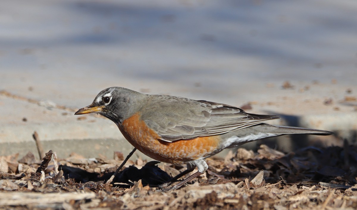 American Robin - ML532474571