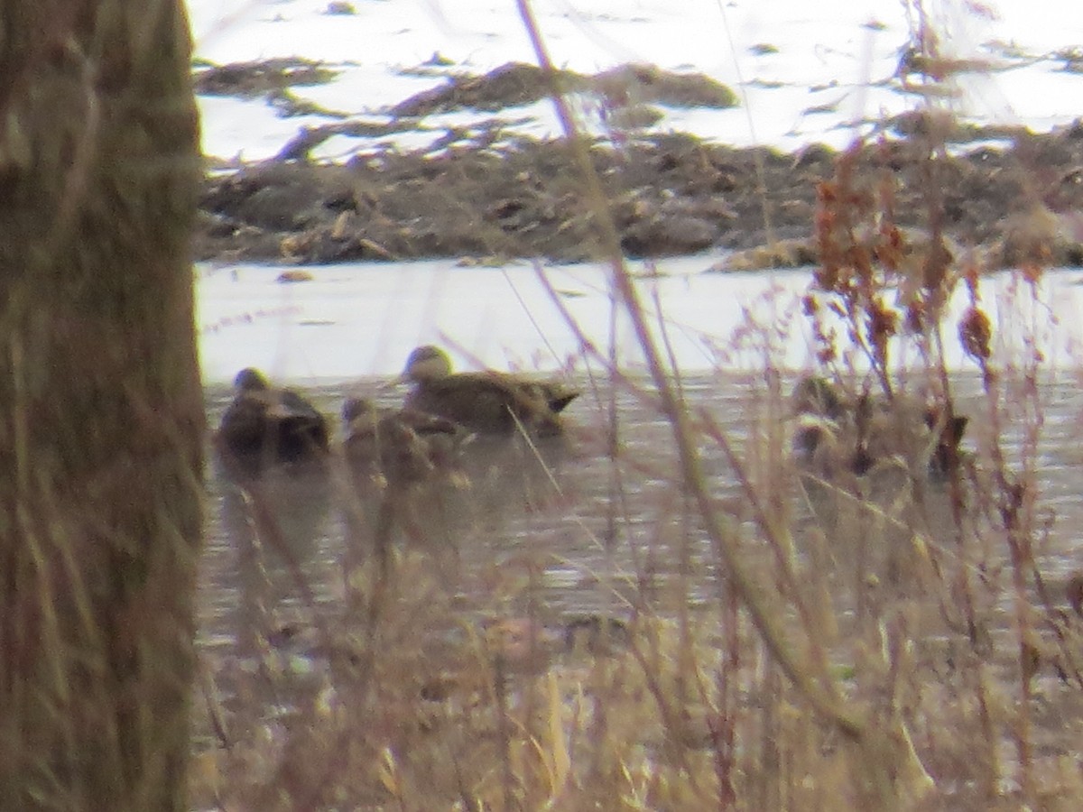 American Black Duck - ML532477841