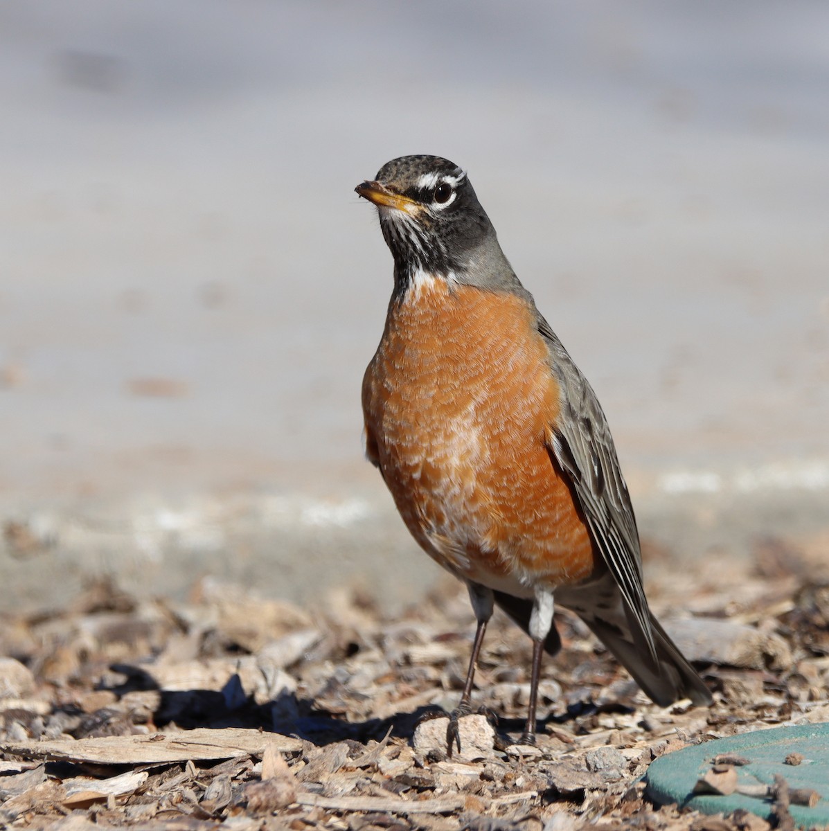 American Robin - ML532478101