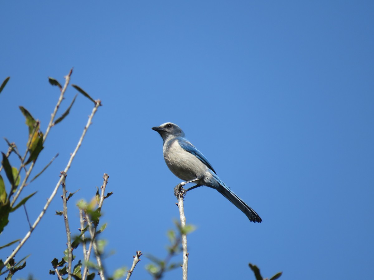 Florida Scrub-Jay - Pat Geiger