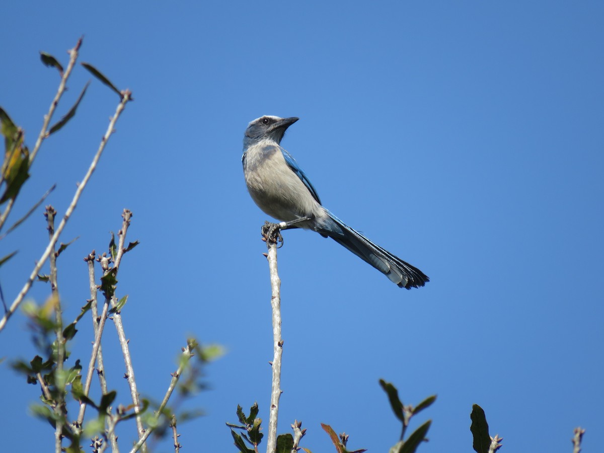Florida Scrub-Jay - ML532478911